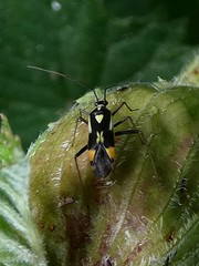 Grypocoris stysi