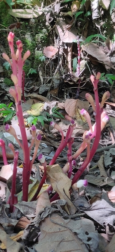 Image of Christisonia tubulosa by (c) T R Shankar Raman, some rights reserved (CC BY)