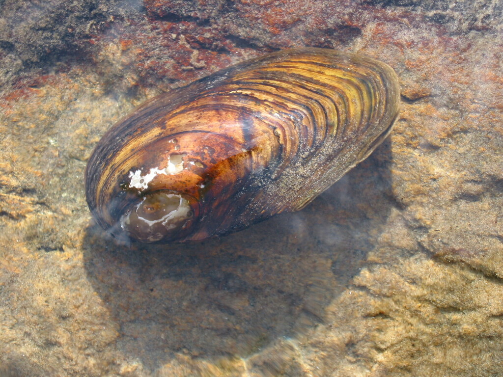 Duck Mussel