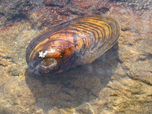Duck Mussel