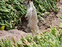 Otospermophilus beecheyi