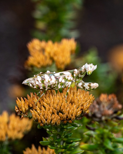 African False Flower Mantis