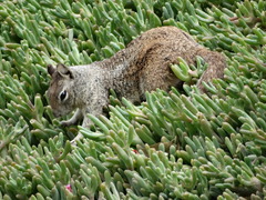 Otospermophilus beecheyi