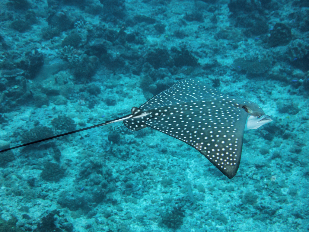 Australian Rays White-spotted Eagle Ray from Palau on November 6, 2016 at 06:10 AM by ...