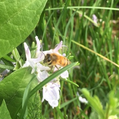 Apis mellifera ligustica