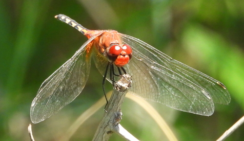 Barbet Percher