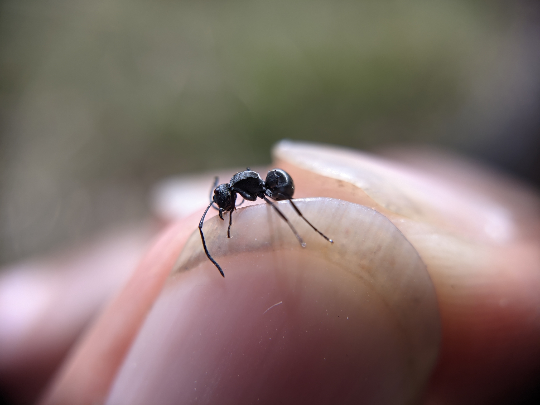Polyrhachis convexa isabellae