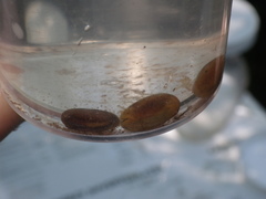 Cyzicus californicus