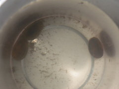 Cyzicus californicus