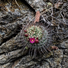 Mammillaria rekoi