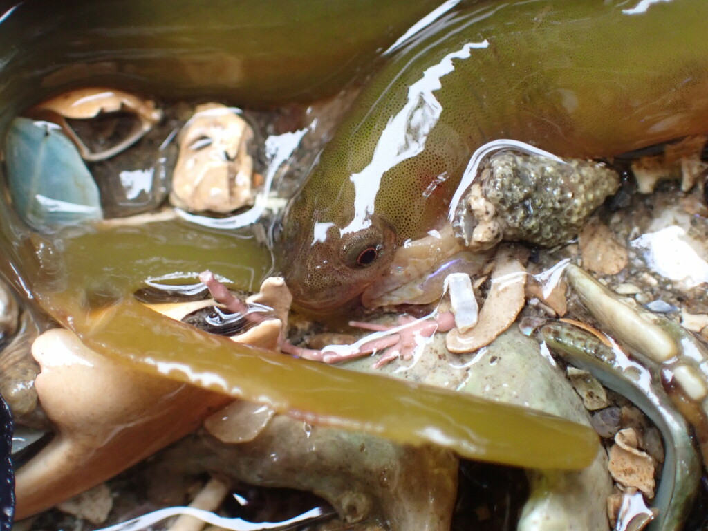 Common Shore-eel