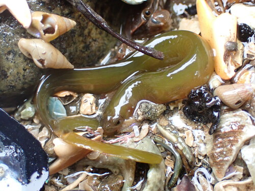 Common shore eel (Alabes dorsalis) — Gobiesocidae — 4