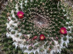 Mammillaria mystax