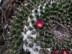 Mammillaria mystax
