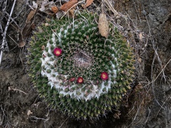 Mammillaria mystax