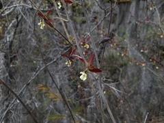 Prosthechea michuacana