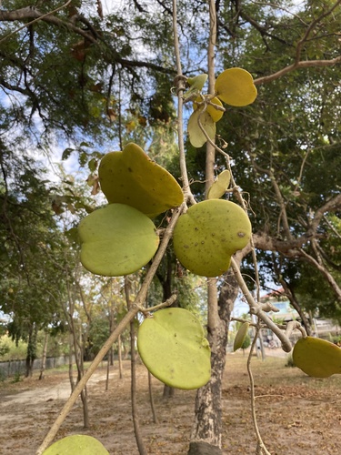 Foto de Planta-coração
