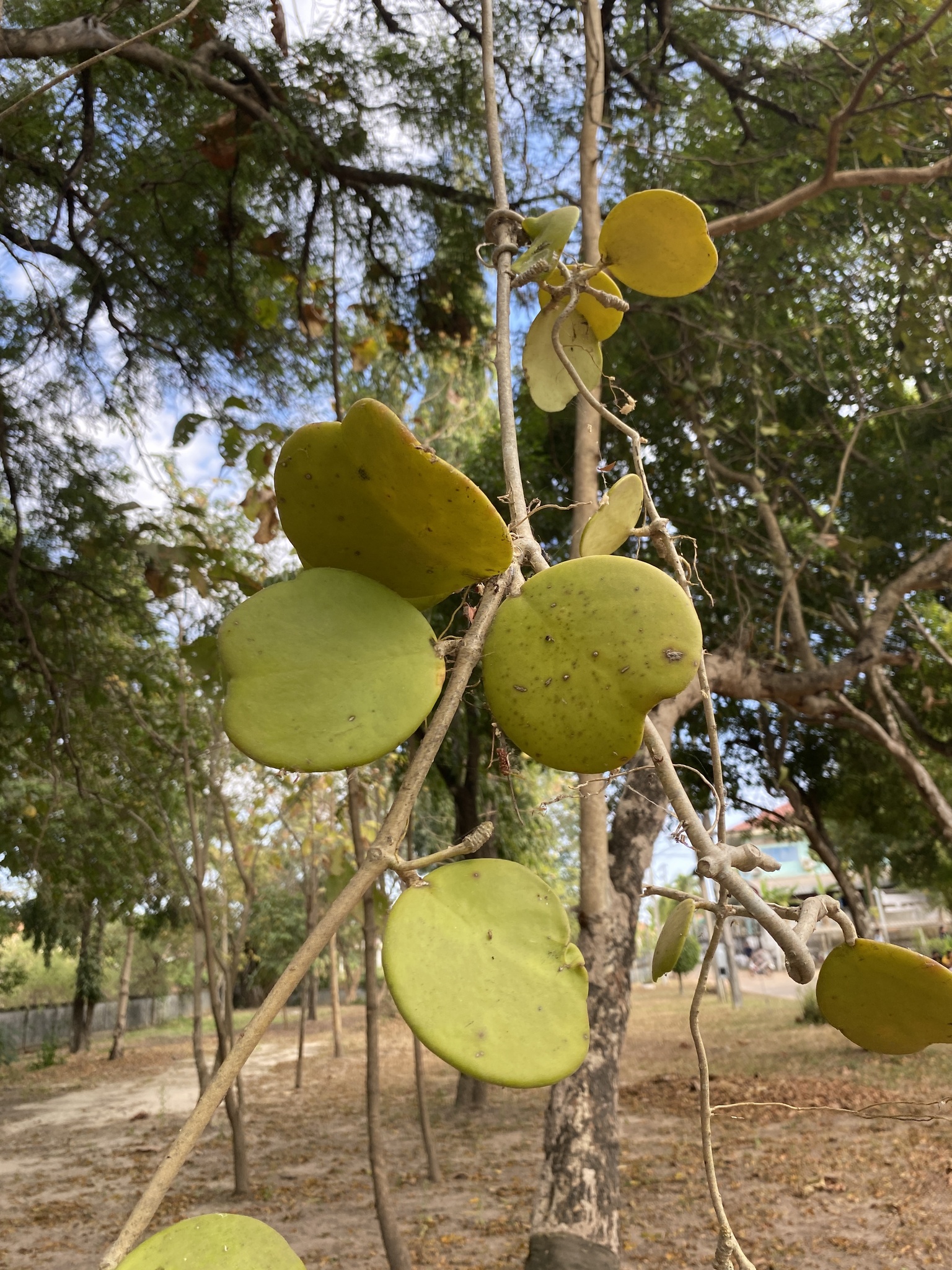Imagem de Planta-coração