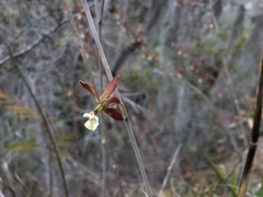 Prosthechea michuacana