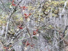 Prosthechea michuacana