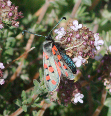 Zygaena rhadamanthus