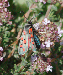 Zygaena rhadamanthus