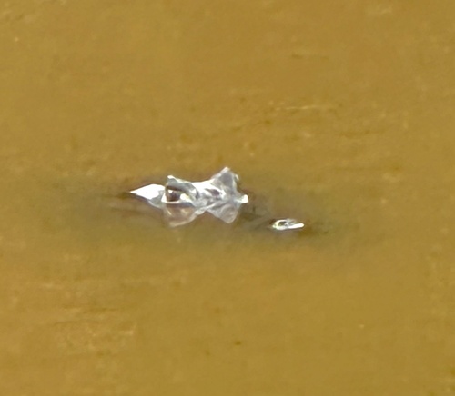 Spectacled Caiman