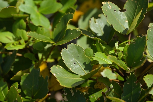 Neopanax colensoi, photograph 3