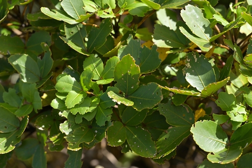 Neopanax colensoi, photograph 2