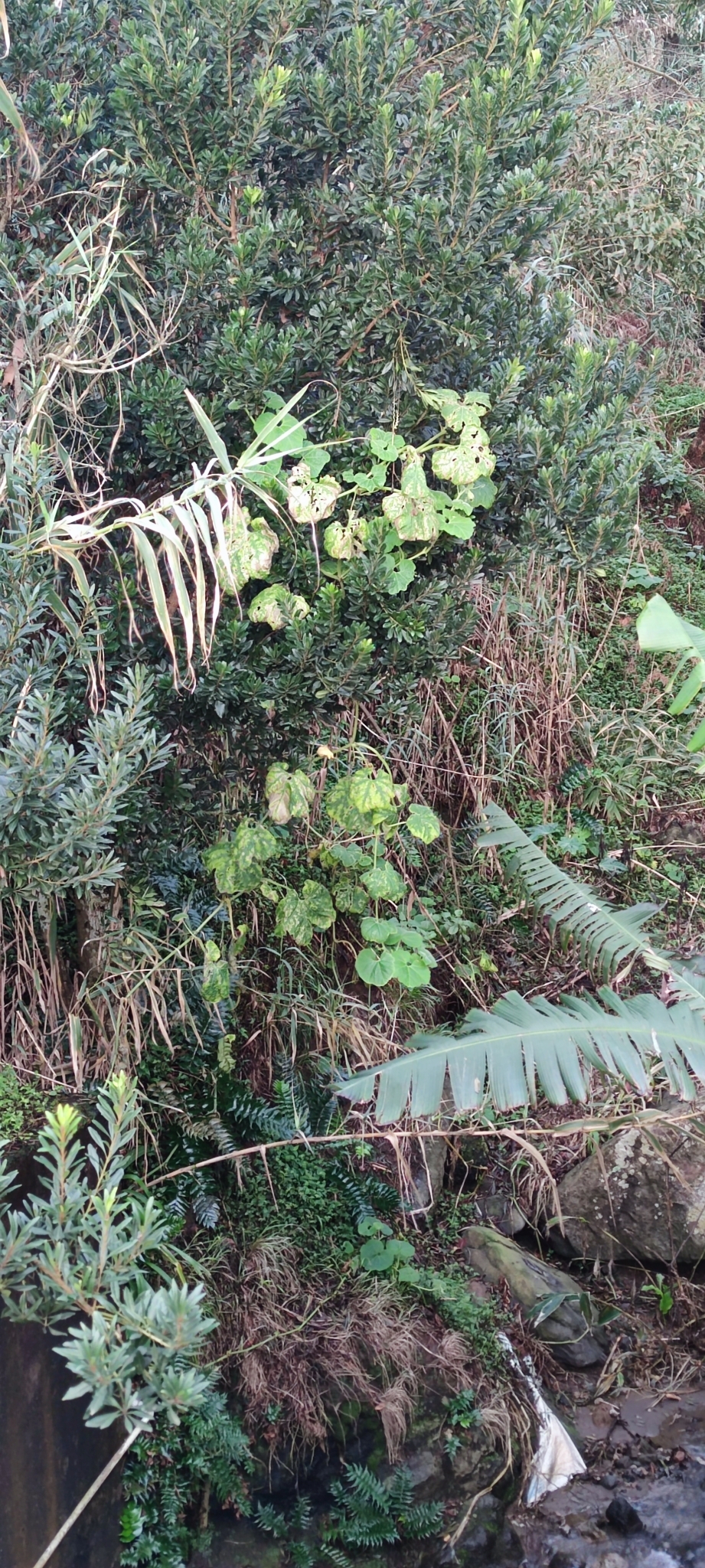 Moranga