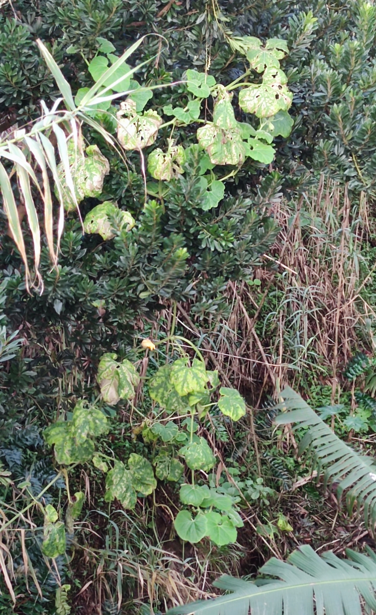 Moranga