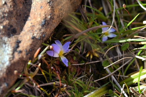 Image of Herpolirion novae by (c) Christopher Stephens, some rights reserved (CC BY-SA)