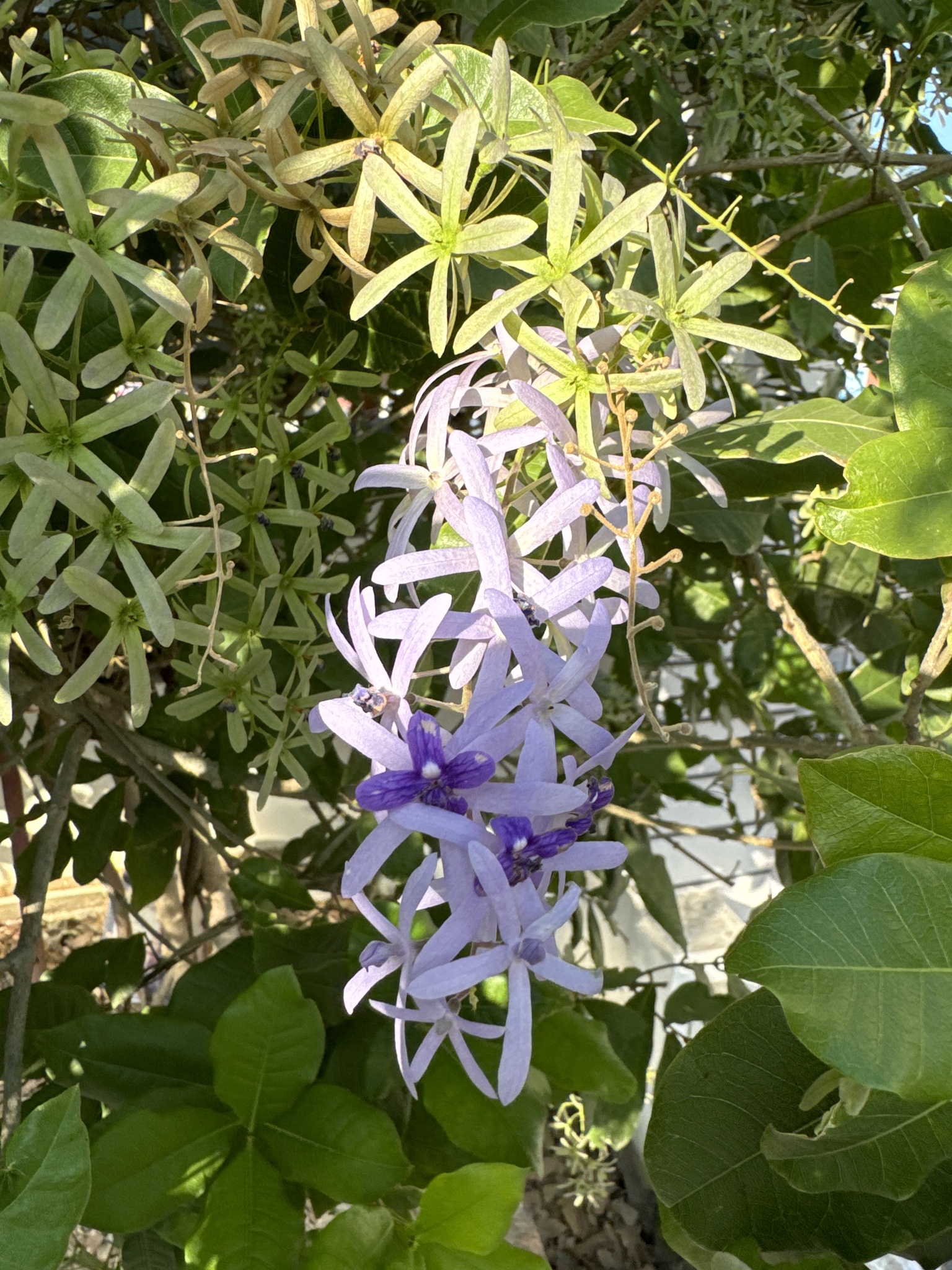 Imagem de Primavera