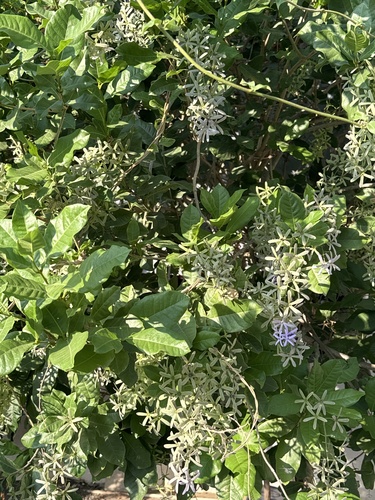 Foto de Primavera