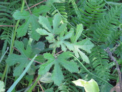 Hibiscus aculeatus