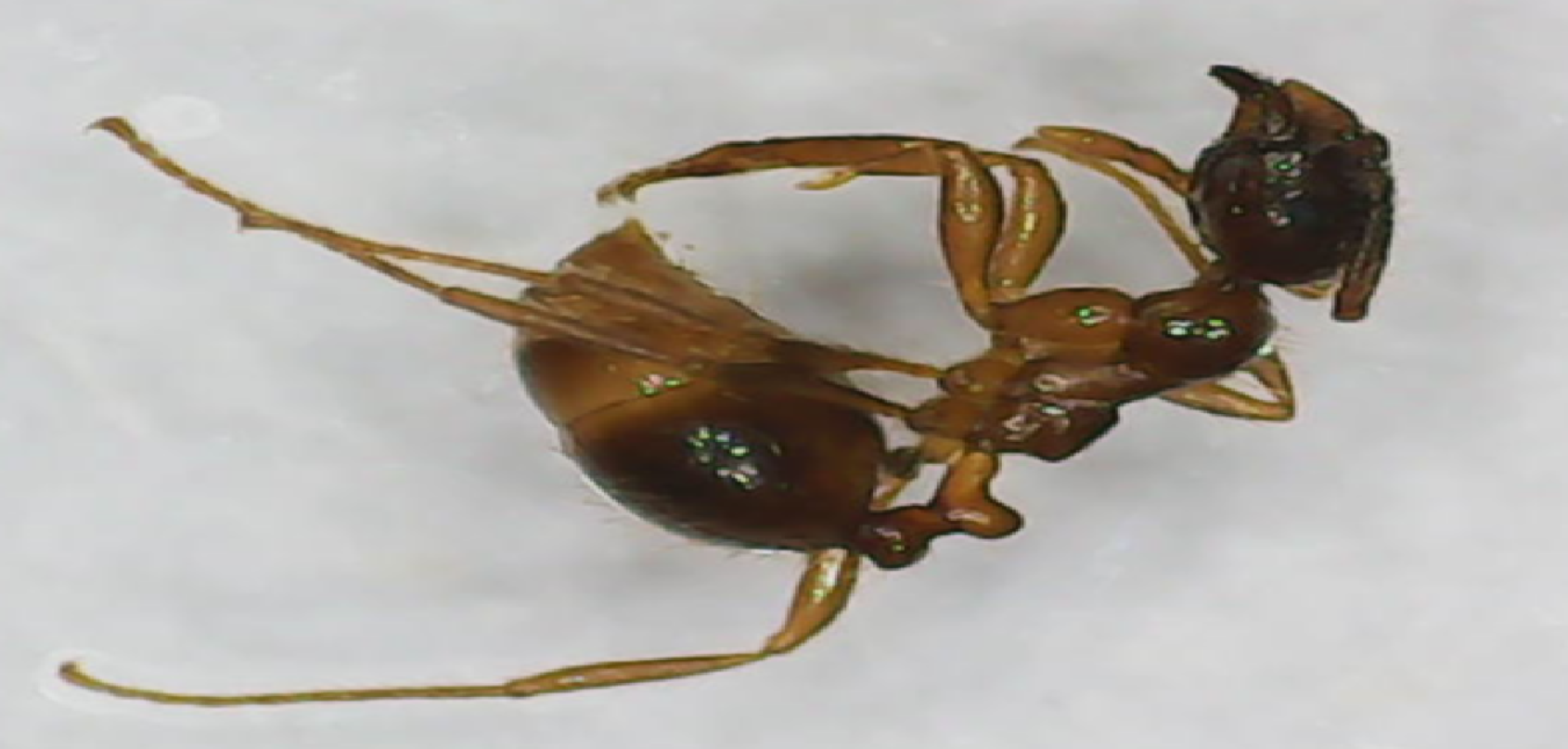 Kartidris nyos