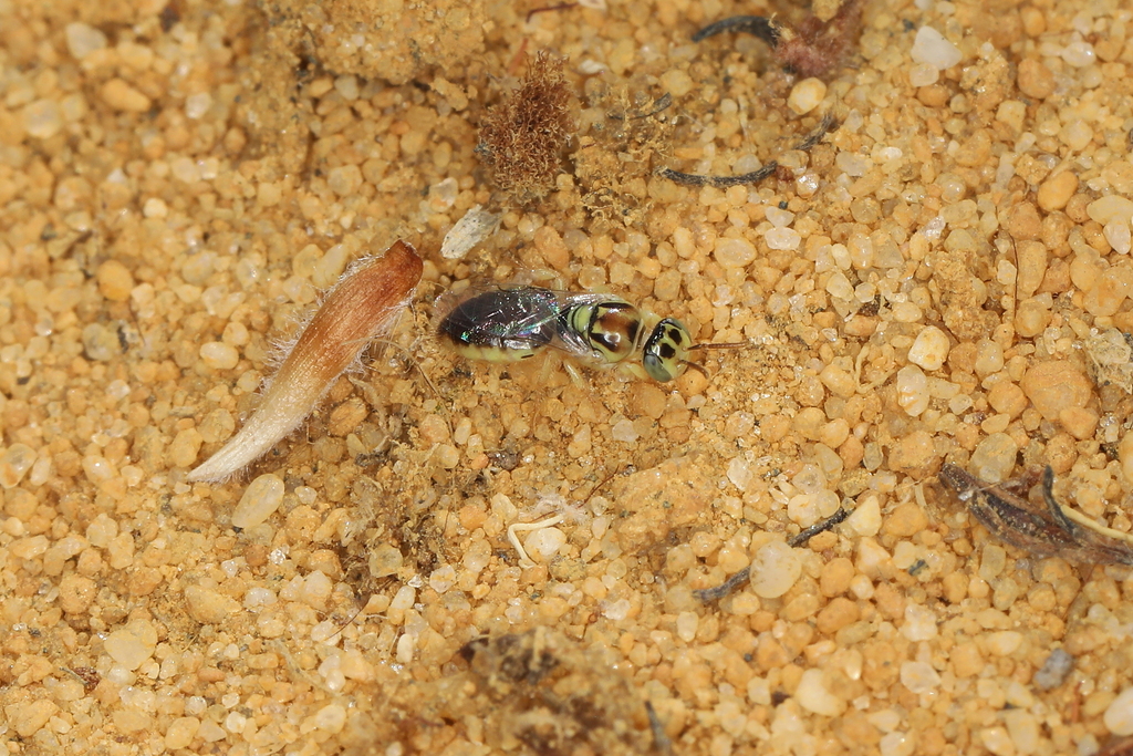 Chaetohesma