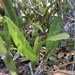 Anthurium parasiticum - Photo (c) Alexandre Magno,  זכויות יוצרים חלקיות (CC BY), הועלה על ידי Alexandre Magno