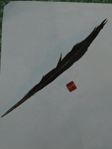 Plume de Pic noir
