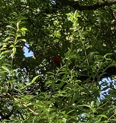 Cardinalis