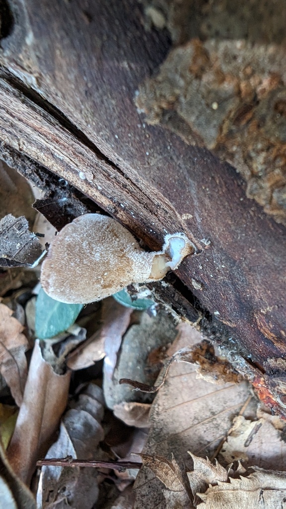 Auricularia polytricha · January 2024 · photo: © atsushi_nakajima_cirque (iNaturalist, cc-by)