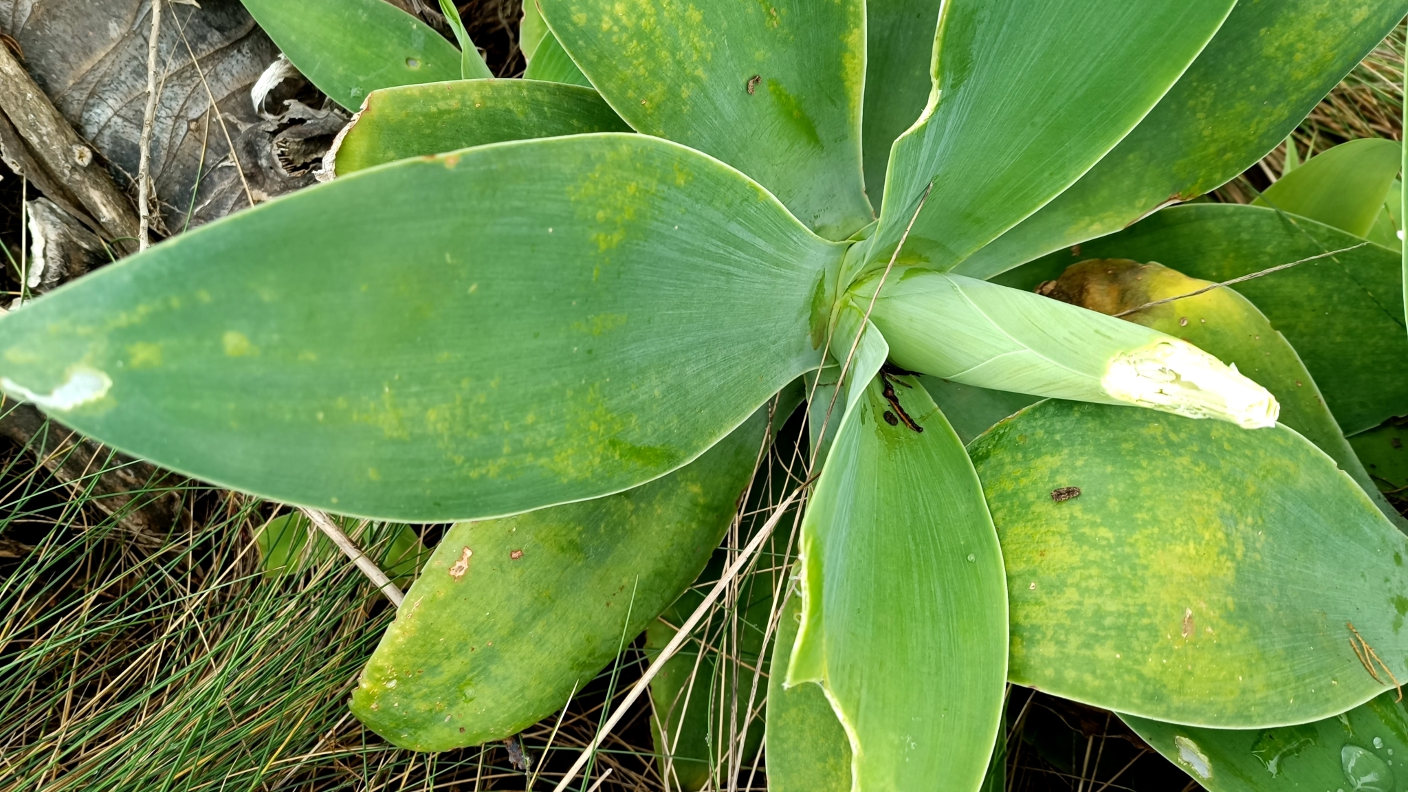 Agave-dragão