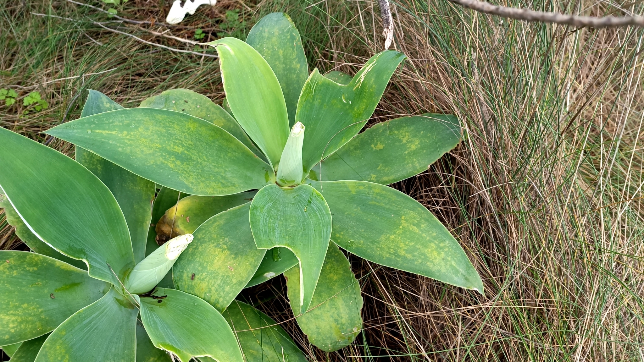Agave-dragão