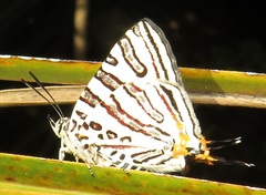Cigaritis natalensis