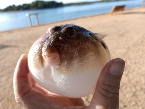 Northern puffer (Sphoeroides maculatus) — Tetraodontidae — 2