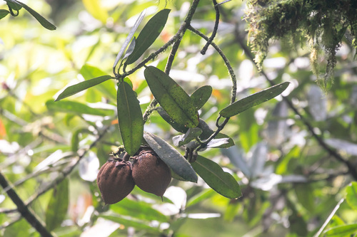 Pentadesma reyndersii