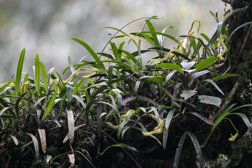 Bulbophyllum burttii
