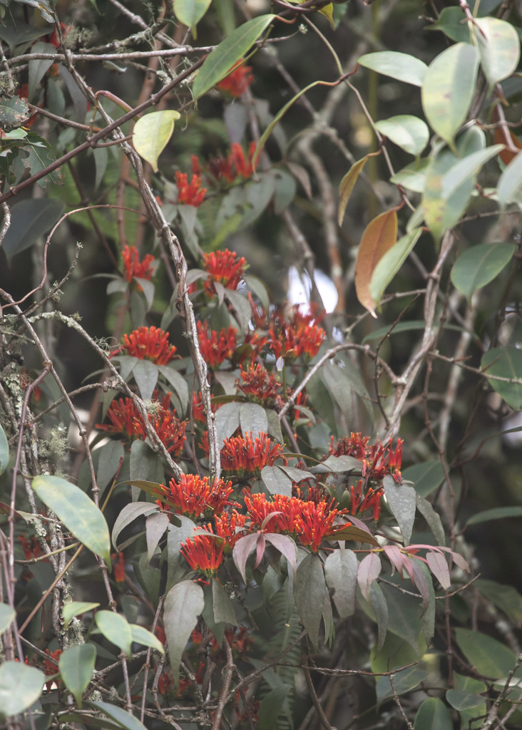Englerina schubotziana
