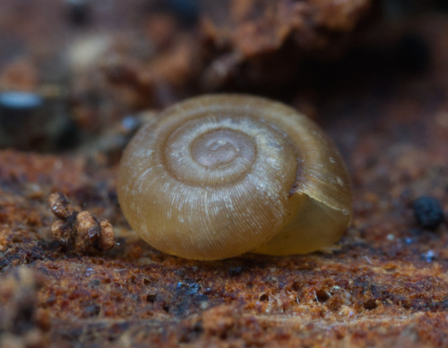 Gadoropa gadensis observed 2023-12-11