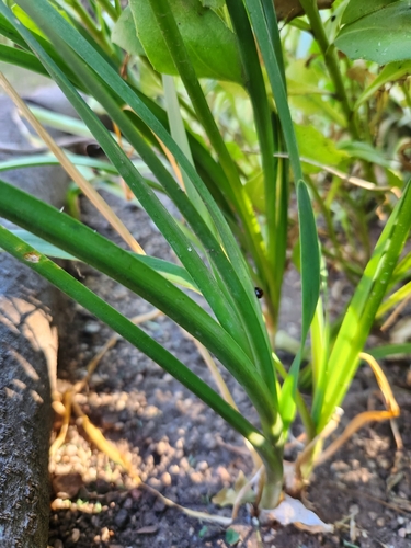 Foto de Cebolinha-do-campo